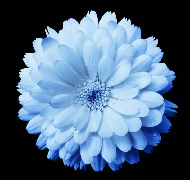 blue-light blue Flower calendula, blossoms petals blue  with dew, black isolated background with clipping path. no shadows. Closeup with no shadows. for design.