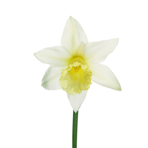 istock Single yellow narcissus flower lying on its side, composition isolated over the white background 666884572