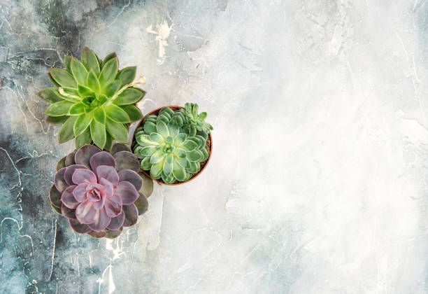 istock Floral flat lay Succulent plants 666884874