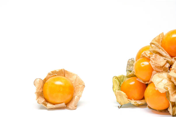 cape gooseberry, physalis isolated on white background - gooseberry winter cherry uchuva isolated imagens e fotografias de stock