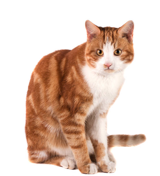 istock red cat sitting isolated on white background 666890290