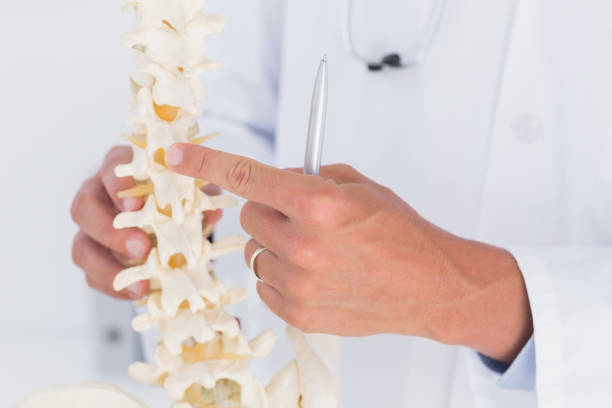 istock Doctor showing anatomical spine 666890568