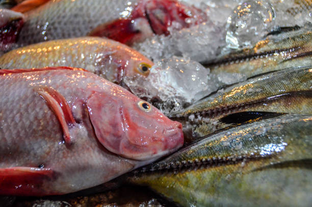 mercado de peixes fresco - mulato - fotografias e filmes do acervo