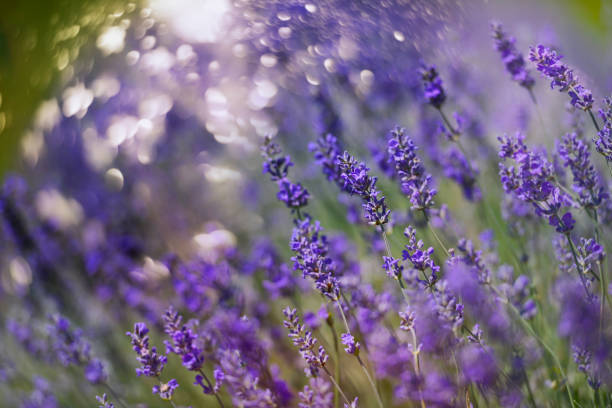 istock Colourful garden Lavender flower on a glowing summer day 666891428