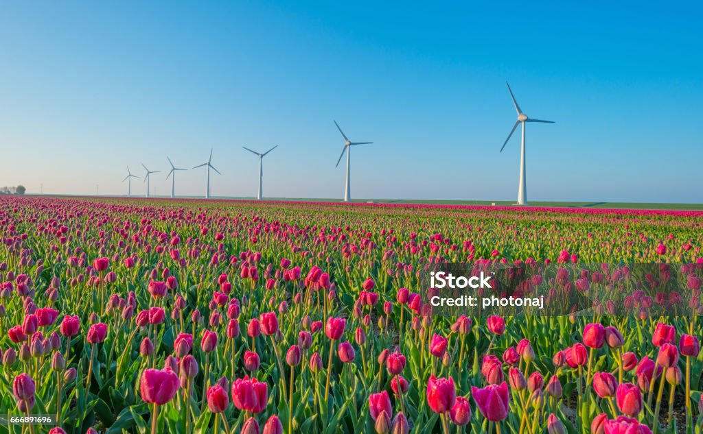 Tulpen und Windräder auf einem Feld im Frühjahr - Lizenzfrei Noordoostpolder Stock-Foto