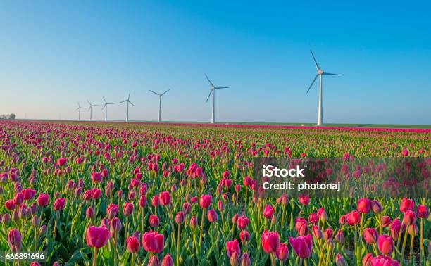 Tulpen Und Windräder Auf Einem Feld Im Frühjahr Stockfoto und mehr Bilder von Noordoostpolder - Noordoostpolder, Tulpe, Blume