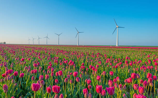 istock Tulips and wind turbines in a field in spring 666891696