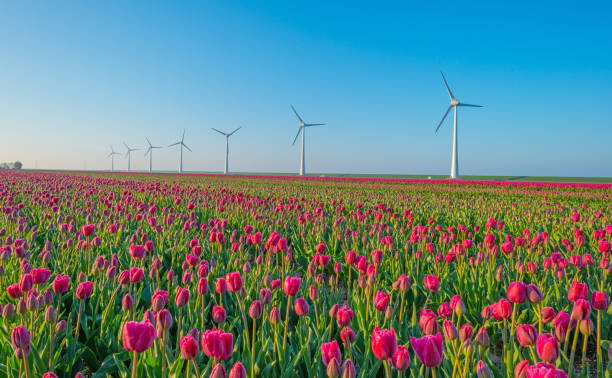 tulips and wind turbines in a field in spring - scenics landscape windmill sunrise imagens e fotografias de stock