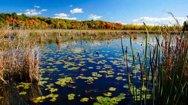 istock Autumn scenery, water lily on the lake 666893826