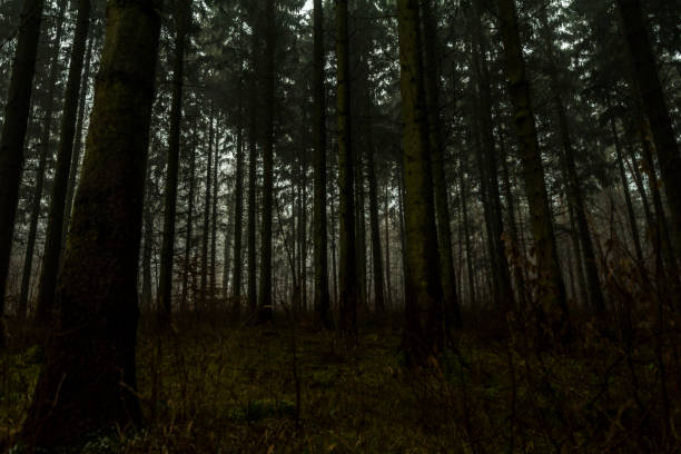 istock In the forest of Northeim 666893862