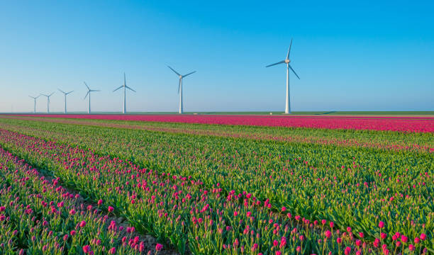 istock Tulips and wind turbines in a field in spring 666893946