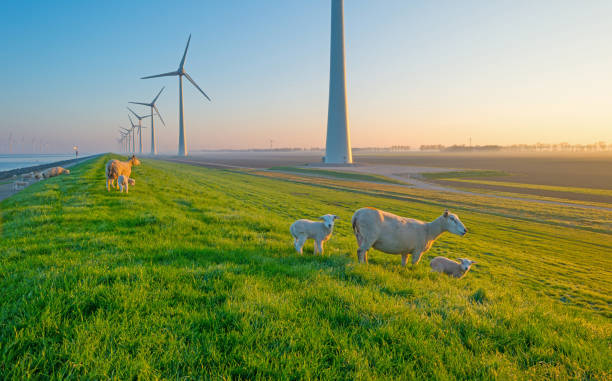 Sheep and wind turbines along a lake at sunrise stock photo