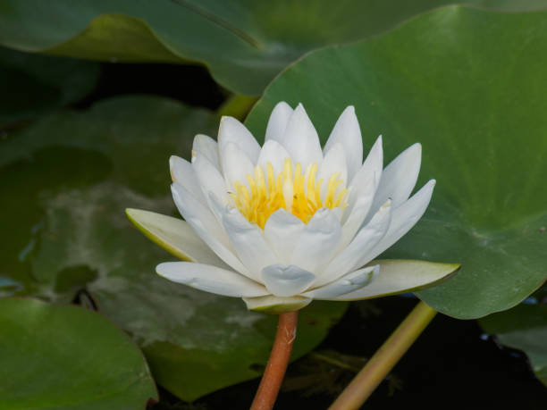 istock Summer flowers series, beautiful white water lily in pond. 666897372