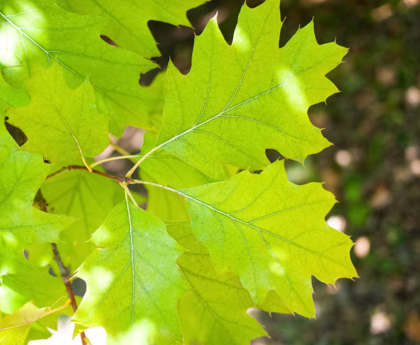 istock Spring nature background with green leaves of tree 666897426