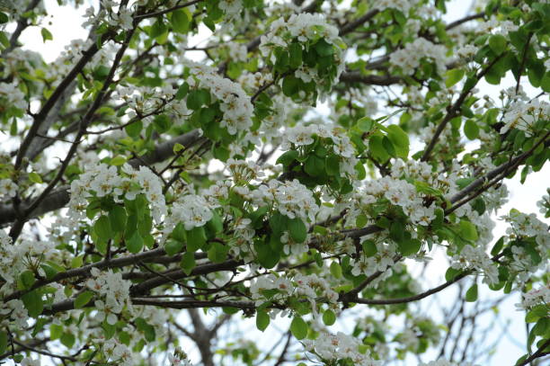 istock Flowering on the pear tree - Spain 666898078