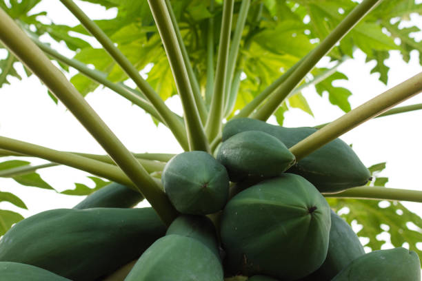 Green papaya fruit on tree isolated on white background.