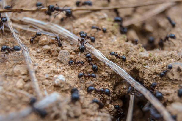 Close-up of a group a black ants crawling from their nest