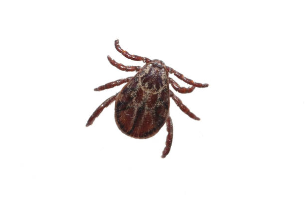 istock Stained ticks; Dermacentor; reticulatus 666904934