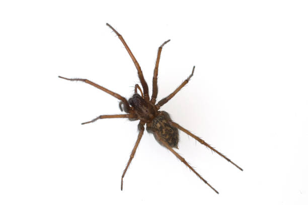 istock House spider; Tegenaria atrica 666904980