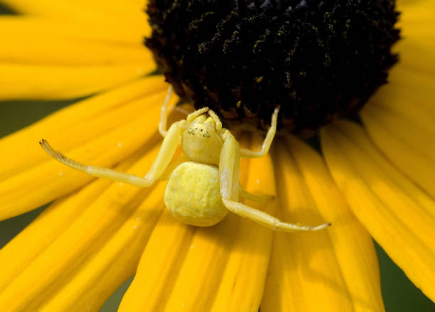 istock Mr Misumena; vatia - I'm not the 666905434
