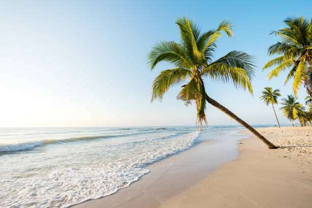 istock Beauitful tropical beach in the morning with coconut tree palm 666907894