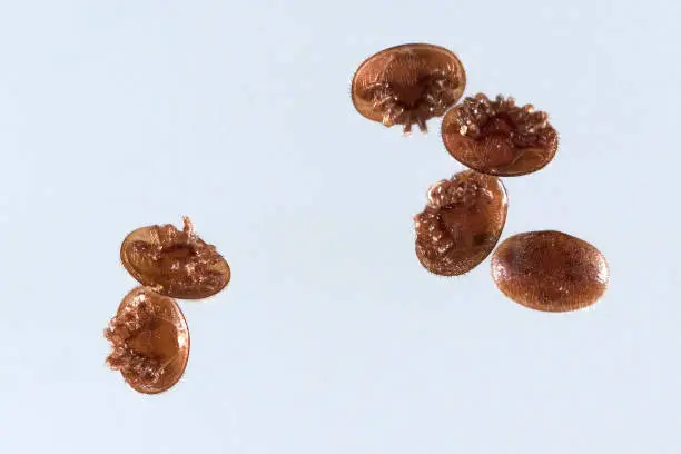 Varroa; destructor; Varroa mite