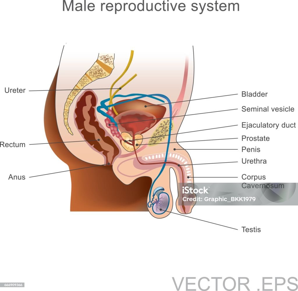 The male reproductive system. The male reproductive system consists of a number of sex organs that play a role in the process of human reproduction. Prostate Gland stock vector