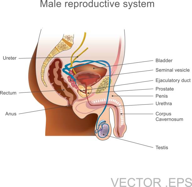 The male reproductive system. vector art illustration