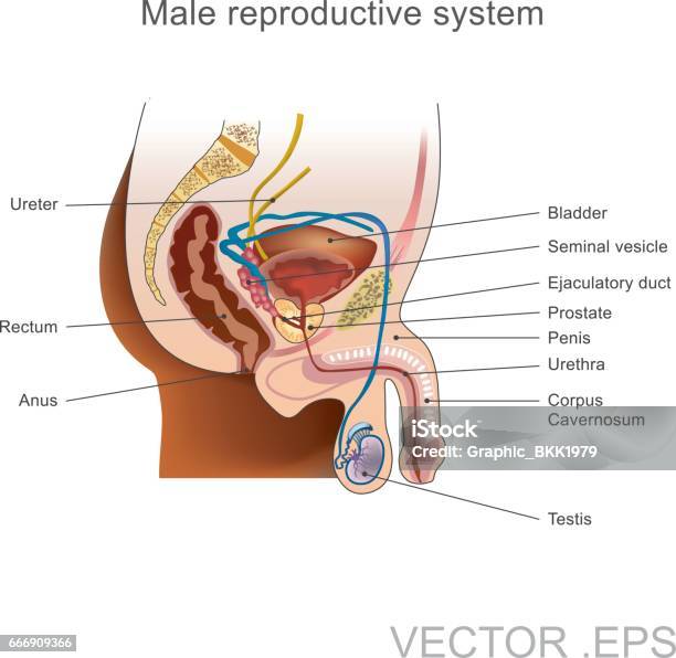 The Male Reproductive System Stock Illustration - Download Image Now - Prostate Gland, Anatomy, Male Likeness