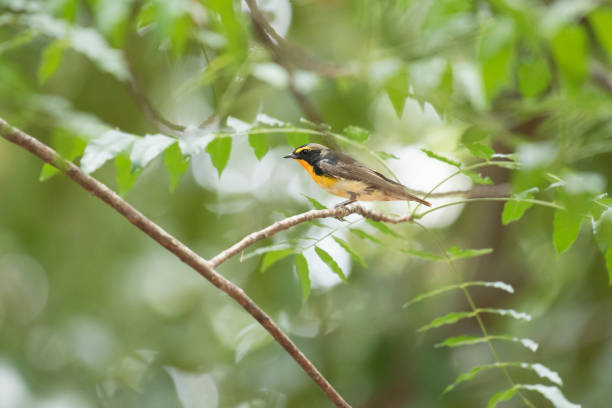 istock Narcissus Flycatcher, Abstract background 666912572