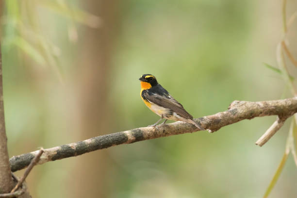 istock Narcissus Flycatcher, Abstract background 666912594