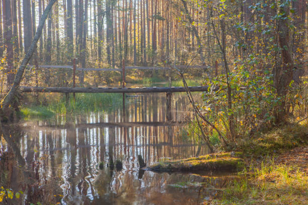 istock Footbridge over the forest river. Autumn landscape 666912874