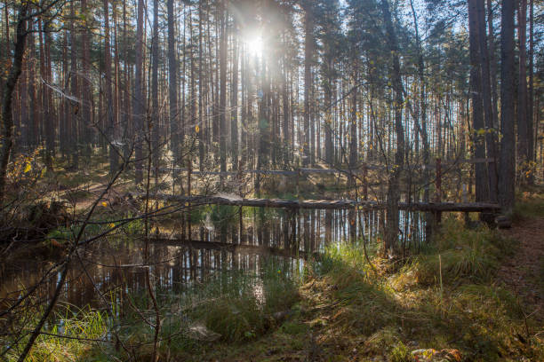 istock Footbridge over the forest river. Autumn landscape 666915100