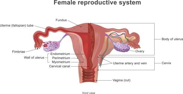 illustrations, cliparts, dessins animés et icônes de le système reproducteur féminin - planche médicale