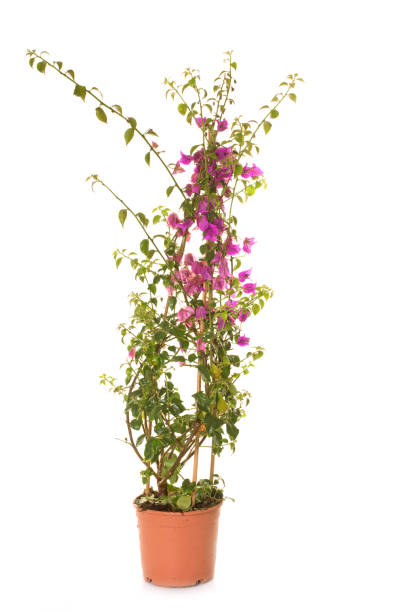 istock pink Bougainvillea 666918476