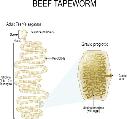 Structure of beef tapeworm (Taenia saginata)