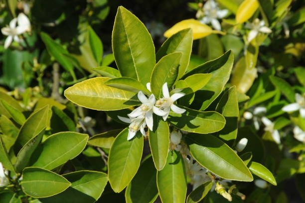 istock Orange blossom in Spain 666923482