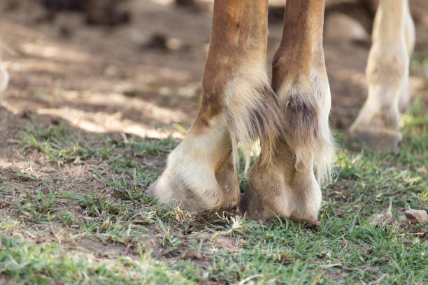 istock the horse's hooves 666926506