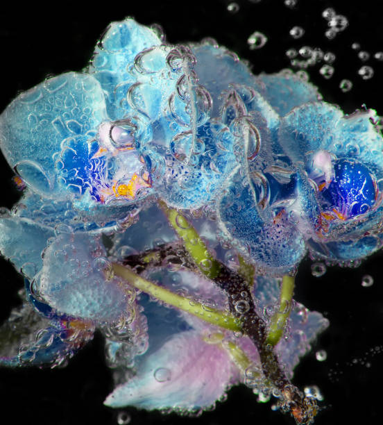 istock blue orchids in soda water with bubbles close up 666926612
