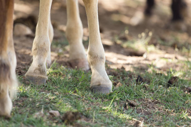 istock the horse's hooves 666926848