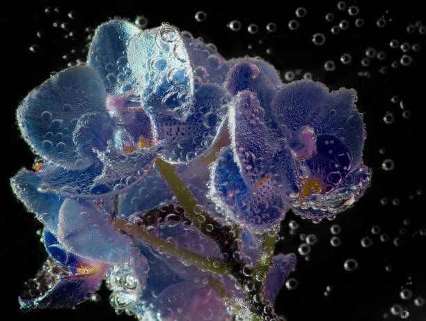 istock blue orchids in soda water with bubbles close up 666927048