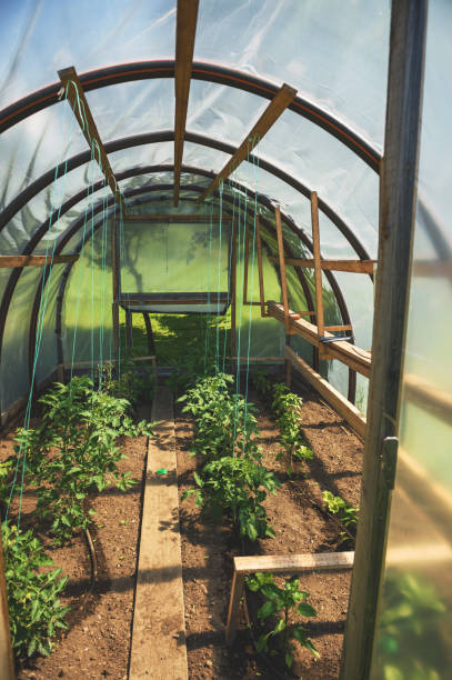 istock Tomatoe Plants Inside Greenhouse 666927068