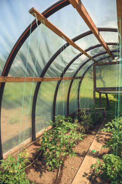 istock Small Greenhouse With Tomatoe Plants 666927300