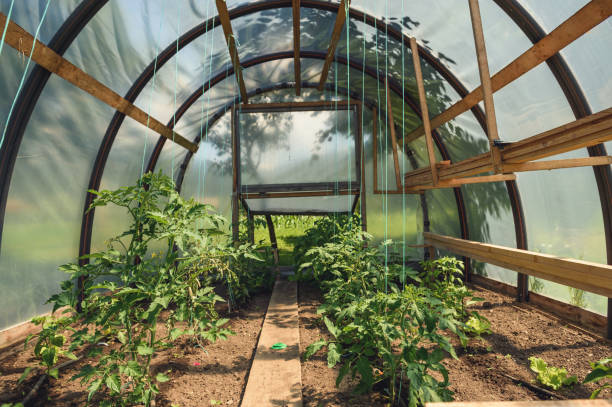 istock Small Greenhouse With Tomatoe Plants 666927640
