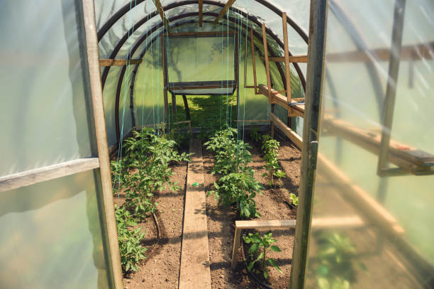 istock Small Greenhouse With Tomatoe 666928968