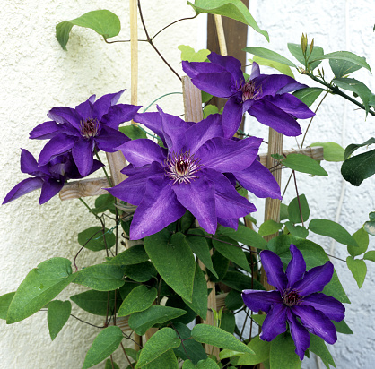 Clematis; The President