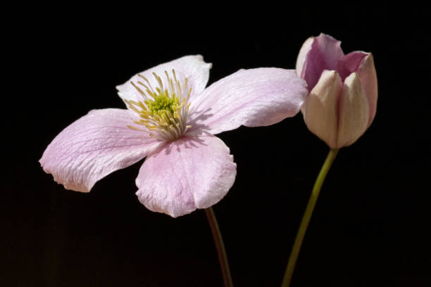 istock Clematis-Hybride montana 666930554