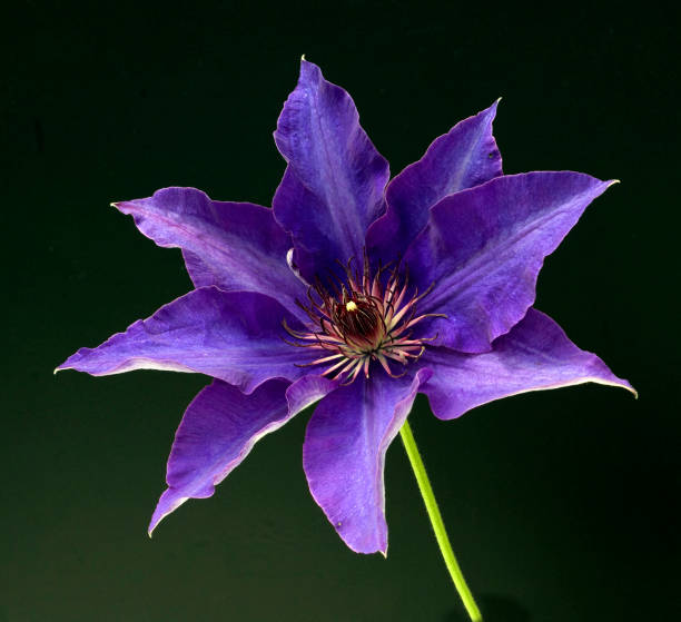 istock The President Clematis 666931000