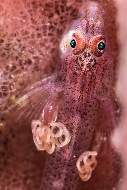 fantasma boby com parasitas - goby fish flash - fotografias e filmes do acervo