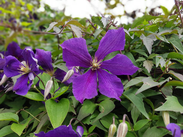 istock Clematis; Jackmanii; Clematis hybrids 666933940